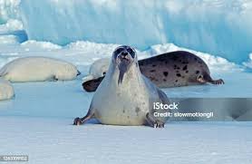 Image result for Pagophilus groenlandicus