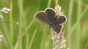 Attēlu rezultāti vaicājumam “Plebejus argus female”