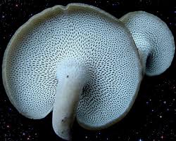 Attēlu rezultāti vaicājumam “Polyporus brumalis”