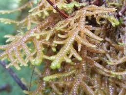 Attēlu rezultāti vaicājumam “Porella platyphylla macro”