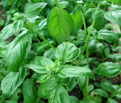 Image result for Ocimum basilicum