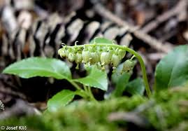 Attēlu rezultāti vaicājumam “Orthilia secunda fruit”