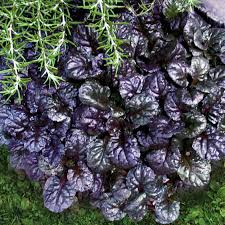 Attēlu rezultāti vaicājumam “Ajuga reptans leaf”