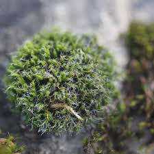 Attēlu rezultāti vaicājumam “Grimmia pulvinata”