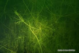 Attēlu rezultāti vaicājumam “Chara hispida”