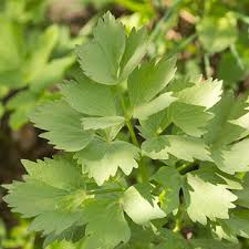 Attēlu rezultāti vaicājumam “Levisticum officinale”