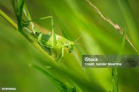 Attēlu rezultāti vaicājumam “Tettigonia viridissima”