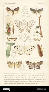 Attēlu rezultāti vaicājumam “Crambus heringiellus”