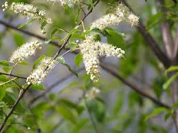 Attēlu rezultāti vaicājumam “Prunus serotina flower”