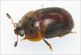 Attēlu rezultāti vaicājumam “Cychramus variegatus”