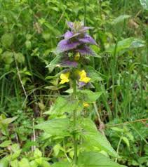 Attēlu rezultāti vaicājumam “Melampyrum nemorosum”