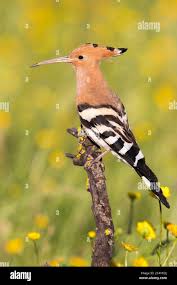 Attēlu rezultāti vaicājumam “Upupa epops adult”