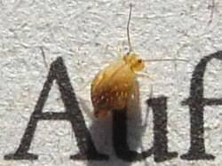 Attēlu rezultāti vaicājumam “Symphypleona”