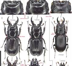 Attēlu rezultāti vaicājumam “Ceruchus chrysomelinus larva”