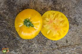 Afbeeldingsresultaat voor blushing yellow tomato