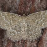 Attēlu rezultāti vaicājumam “Scopula immorata”