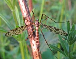 Attēlu rezultāti vaicājumam “Epiphragma ocellare”