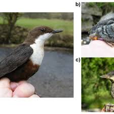 Attēlu rezultāti vaicājumam “Cinclus cinclus adult”