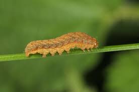 Attēlu rezultāti vaicājumam “Xestia baja”