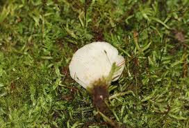 Attēlu rezultāti vaicājumam “Crepidotus applanatus”