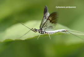 Attēlu rezultāti vaicājumam “Ephemeroptera”