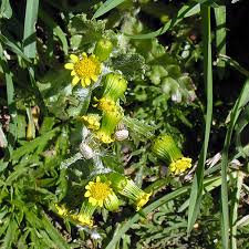 Attēlu rezultāti vaicājumam “Senecio vulgaris leaf”