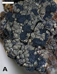 Attēlu rezultāti vaicājumam “Micarea sp.”