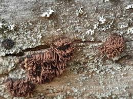 Attēlu rezultāti vaicājumam “Stemonitis marjana”