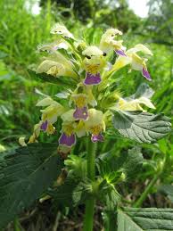 Attēlu rezultāti vaicājumam “Galeopsis speciosa leaf”