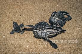 Image result for Dermochelys coriacea