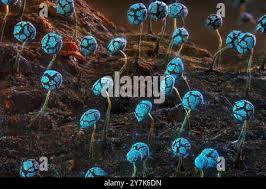 Attēlu rezultāti vaicājumam “Physarum leucophaeum spores”