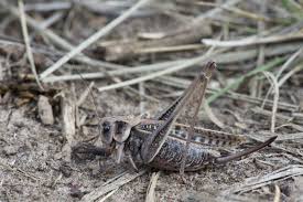 Attēlu rezultāti vaicājumam “Decticus verrucivorus”