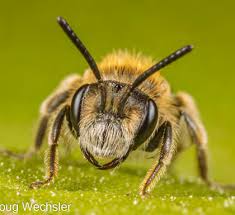 Attēlu rezultāti vaicājumam “Fuligo gyrosa macro”