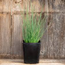 Attēlu rezultāti vaicājumam “Juncus inflexus”