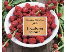 Attēlu rezultāti vaicājumam “Chenopodium foliosum fruit”