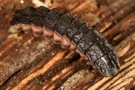 Attēlu rezultāti vaicājumam “Phosphaenus hemipterus”