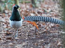 Image result for Chrysolophus amherstiae