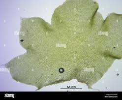 Attēlu rezultāti vaicājumam “Barbilophozia lycopodioides”