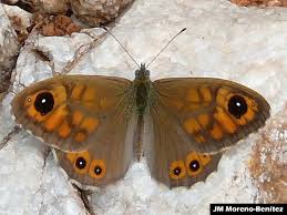 Attēlu rezultāti vaicājumam “Lasiommata maera underside”