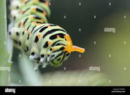 Attēlu rezultāti vaicājumam “Papilio machaon larva”