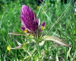 Attēlu rezultāti vaicājumam “Melampyrum cristatum flower”