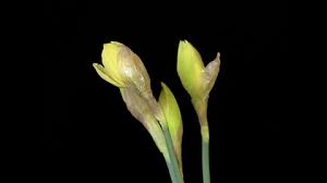 Attēlu rezultāti vaicājumam “Narcissus bud”