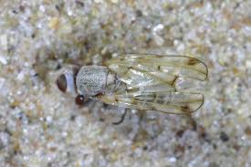 Attēlu rezultāti vaicājumam “Tetanops myopina”