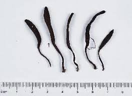 Attēlu rezultāti vaicājumam “Geoglossum sp.”