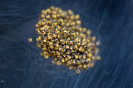 Attēlu rezultāti vaicājumam “Araneus diadematus eggs”