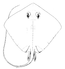 Image result for Hypanus longus