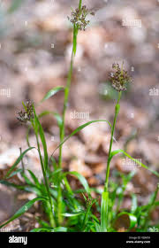 Attēlu rezultāti vaicājumam “Luzula luzuloides”