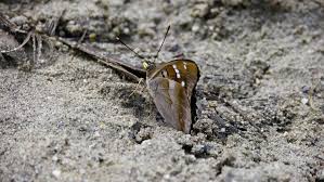 Attēlu rezultāti vaicājumam “Apatura ilia male”