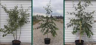 Attēlu rezultāti vaicājumam “Betula papyrifera”