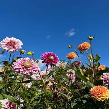 Image result for Dahlia x pinnata `Pompon Lilliput`